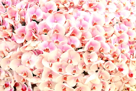 beautiful pink orchid flower backgroundの写真素材