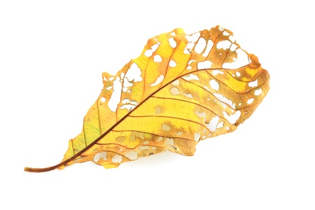 dry leaf lip isolatedの写真素材