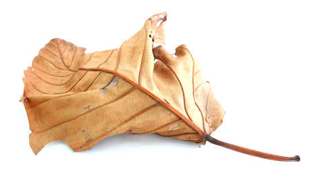dry leaf lip isolated