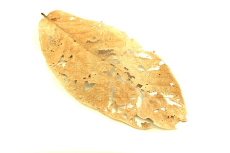 dry leaf lip isolatedの写真素材