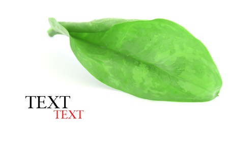 green leaf with water dropsの写真素材