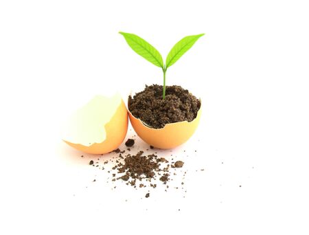 growing green plant in egg shell on white background