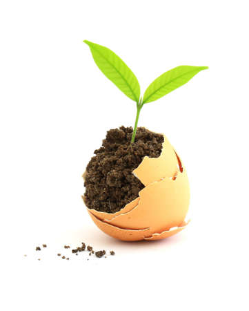 growing green plant in egg shell on white backgroundの写真素材