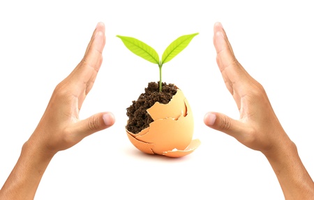 A shoot hatching from egg as a symbol of nature protectionの写真素材