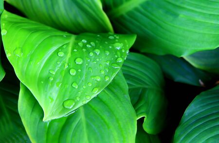 drops of water on leafs