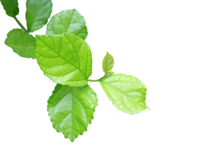 Green leaves on white backgroundの写真素材