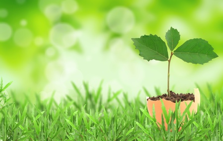 plant growing in the grass.の写真素材