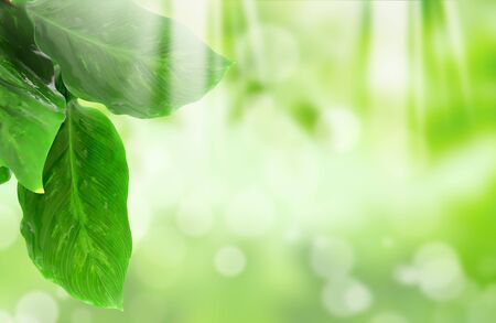 Natural green blurred backgroundの写真素材