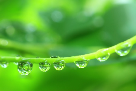 rain drops on grass leafの写真素材