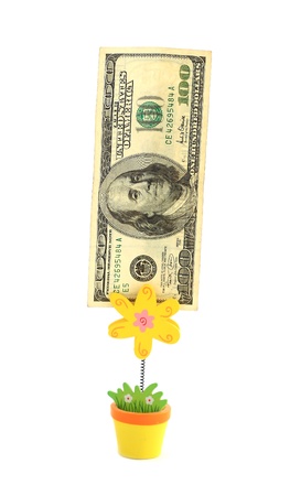 Money tree,   Isolated on white.の写真素材