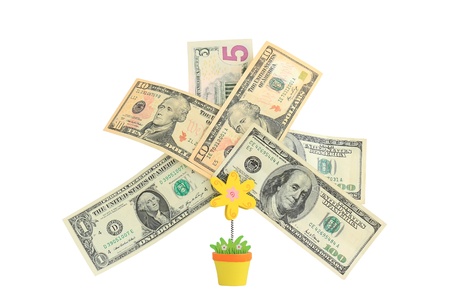 Money tree,   Isolated on white.の写真素材