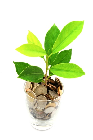 thai coins and green plant growing in glassの写真素材