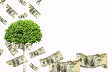 Money tree. Isolated over whiteの写真素材