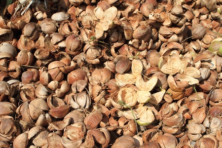 Pile of discarded coconut husks in Thailand