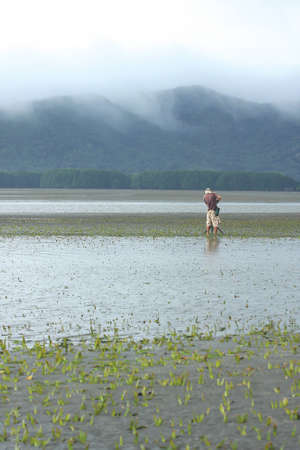underwater seagrass at Chanthaburi, thailand