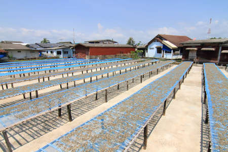 Dried fishのeditorial素材