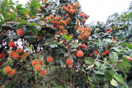 Tropical fruit, Rambutan on treeの写真素材