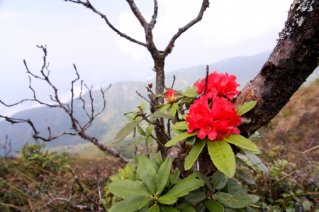 rhododendron flower background in Doi Inthanon, Thailand.の写真素材