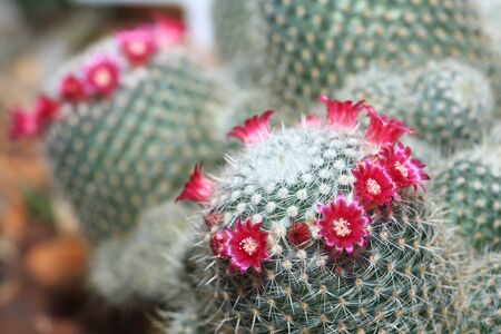 Cactus with blossoms on a dark background  Mammillaria  の写真素材