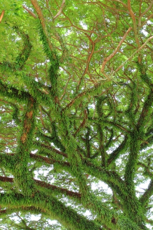 Under big green tree. Nature compositionの写真素材