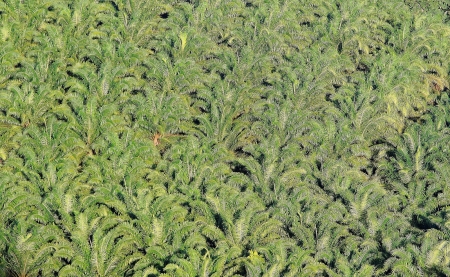 oil palm estateの写真素材