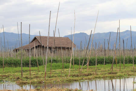 Floating gardens, Inle Lakeの写真素材