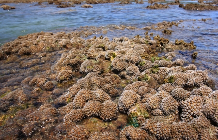Corals in shallow waters during low tide off the coast  , Thailandの写真素材