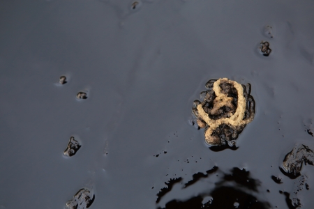 crab and crude oil spill on the stone at the beach, focus on crabの写真素材