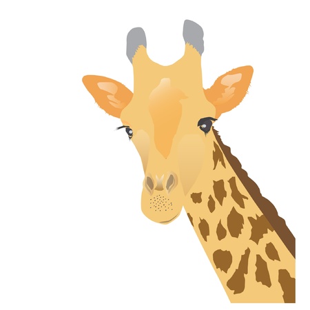 Giraffe - vector illustration のイラスト素材