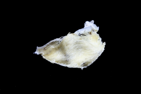 Edible bird's nest close upの写真素材