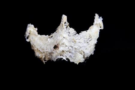 Edible bird's nest close upの写真素材