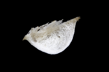 Edible bird's nest close up