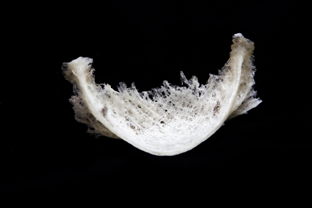 Edible bird's nest close up