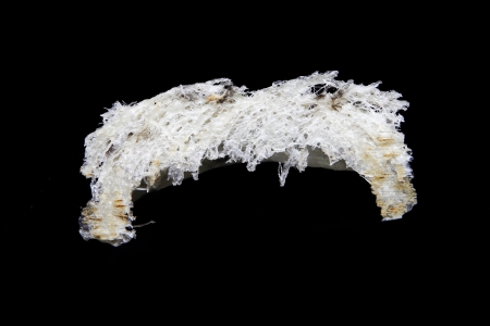 Edible bird's nest close upの写真素材