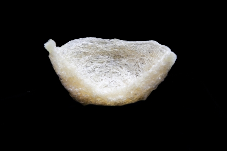 Edible bird's nest close upの写真素材