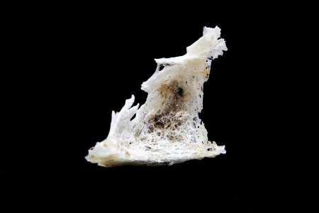 Edible bird's nest close up
