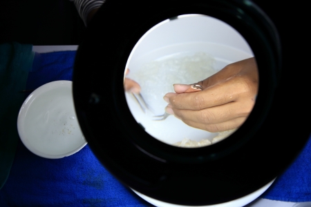 Bird nest for sale on . Bird nest soup is a delicacy for the wealthy Chinese, it is made of nest.の写真素材