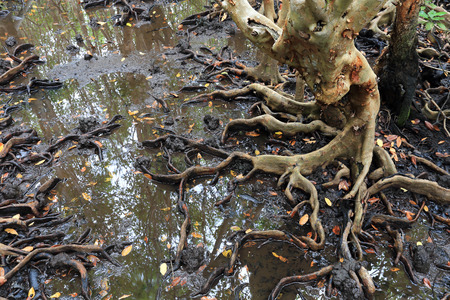 Mangrove tree  with exposed roots, Southeast Asiaの写真素材