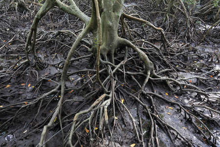 Mangrove tree  with exposed roots, Southeast Asia
