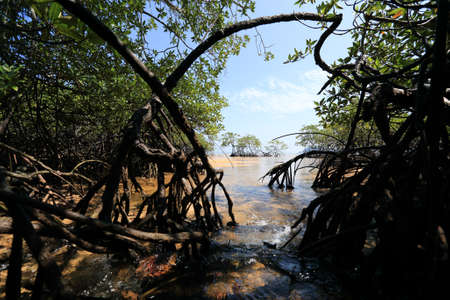 the mangrove forest in Thailandの写真素材