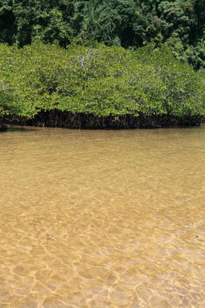 Mangrove forest in the tropical place