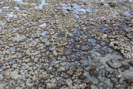 Corals in shallow waters during low tide off the coast of Lipe, Thailand.