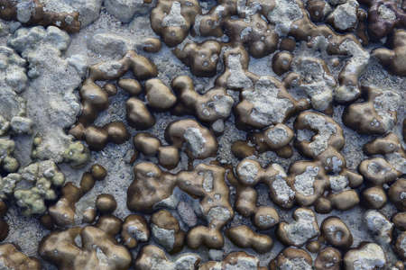 Corals in shallow waters during low tide off the coast of Lipe, Thailand.の写真素材