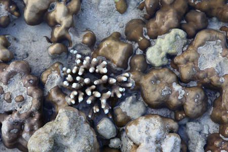 Corals in shallow waters during low tide off the coast of Lipe, Thailand.の写真素材