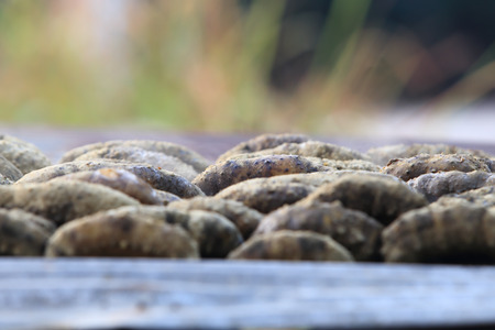 Drying Sea Cucumber Outdoor Under Strong Sunlightの写真素材