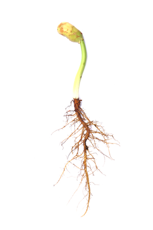 single plant with root isolated on whiteの写真素材