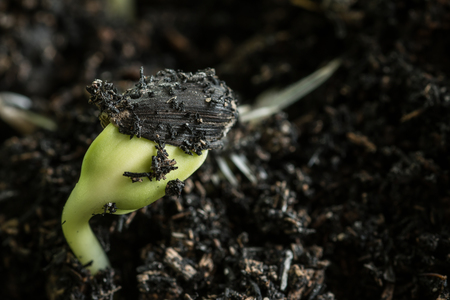 Close-up of green seedling growing out of soilの写真素材