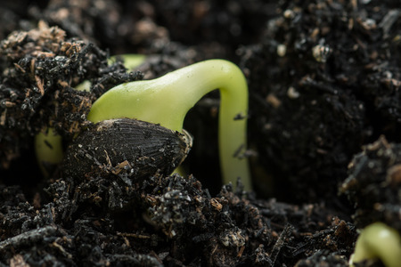 Close-up of green seedling growing out of soilの写真素材