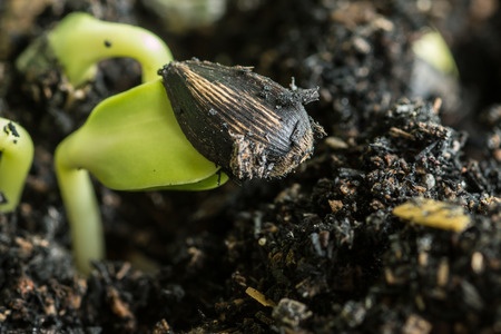 Close-up of green seedling growing out of soilの写真素材