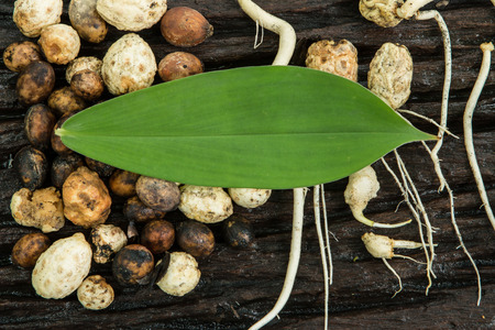 seed germination